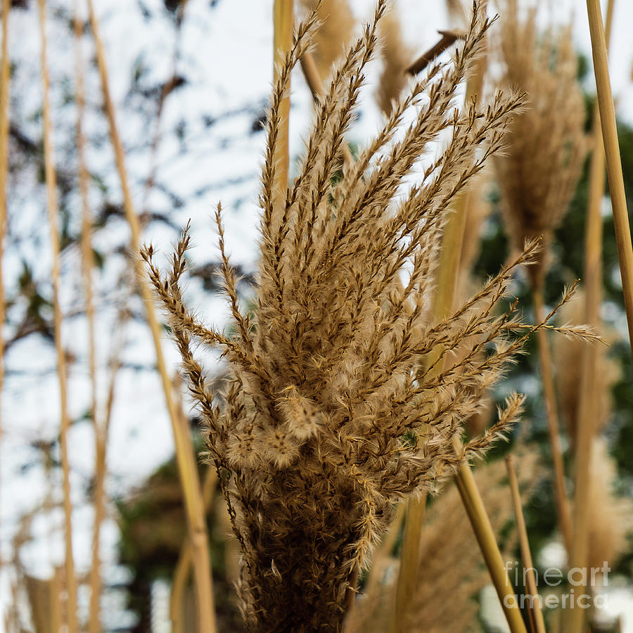 Dry reed pattern by Marina Usmanskaya Dry reed pattern by Marina Usmanskaya