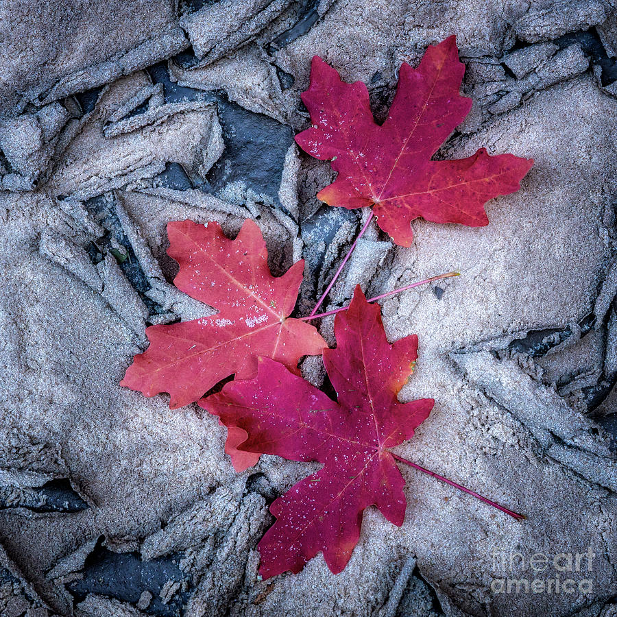 Dry Riverbed with Fall Leaves Photograph by Roxie Crouch