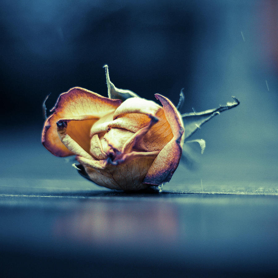 Dry Rose Photograph by Michel Derksen