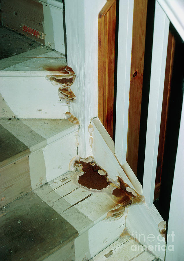 Dry Rot Affecting Wooden Staircase Photograph by John Howard/science Photo Library