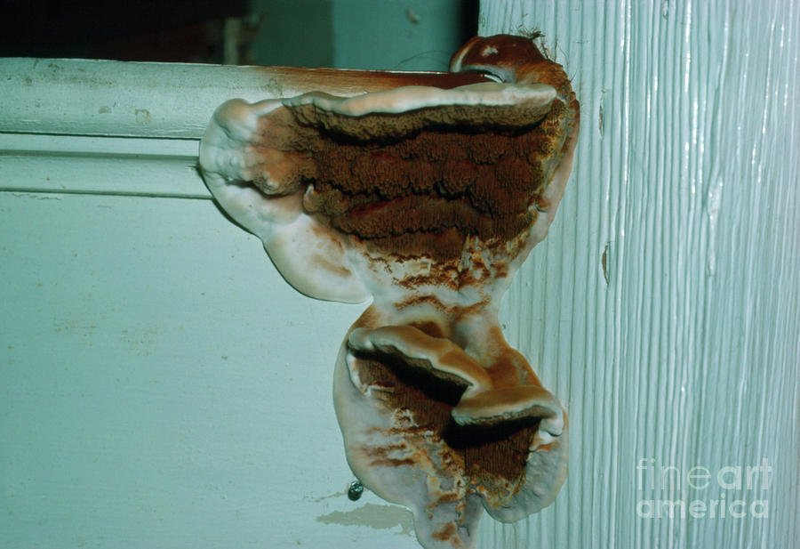 Dry Rot On Wooden Staircase Of A House Photograph by John Howard/science Photo Library
