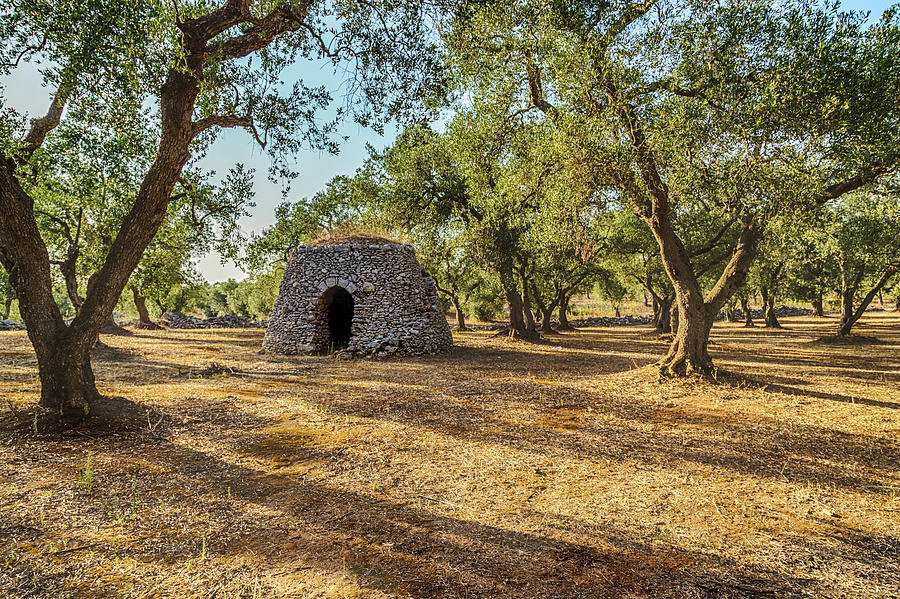 Dry stone hut with dome in grove of olive trees Photograph by Vivida Photo PC