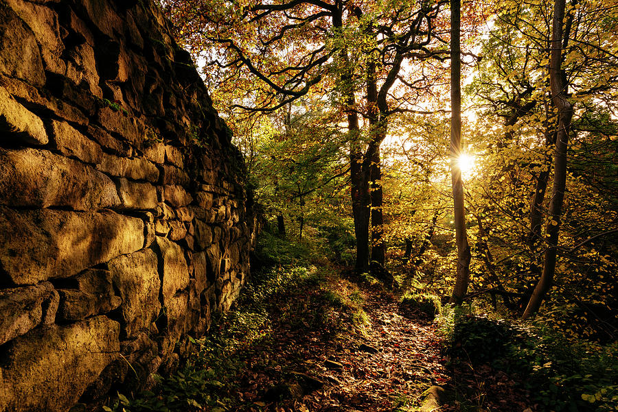 Dry Stone Wall And Sunlight Through Trees In Forest, Padley Gorge, Peak ...