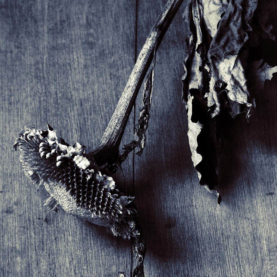 Dry Sunflower Photograph by Photo By Yuji Otsuki Dry Sunflower Photograph by Photo By Yuji Otsuki