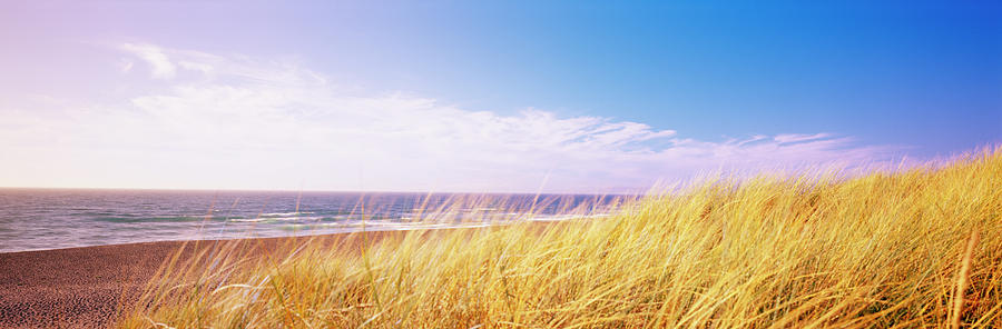 Dry Tall Grass On The Beach, Point Photograph by Panoramic Images ...