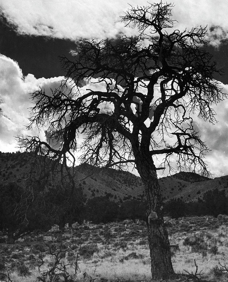 Nature Photograph - Dry Tree by Alfred Eisenstaedt