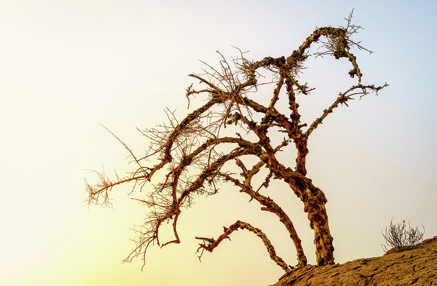 Dry Tree In A Desert Photograph