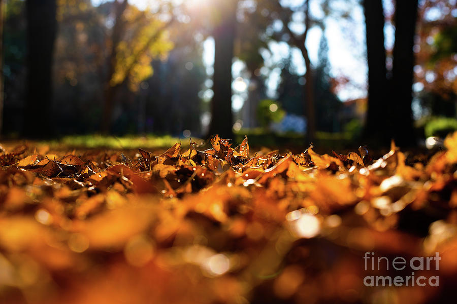 Dry tree leaves on in soil, old, autumn concept and warmth. Photograph by Joaquin Corbalan
