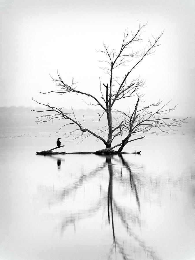 Dry Tree Surrounded By Water And A Photograph by Jose A. Bernat Bacete
