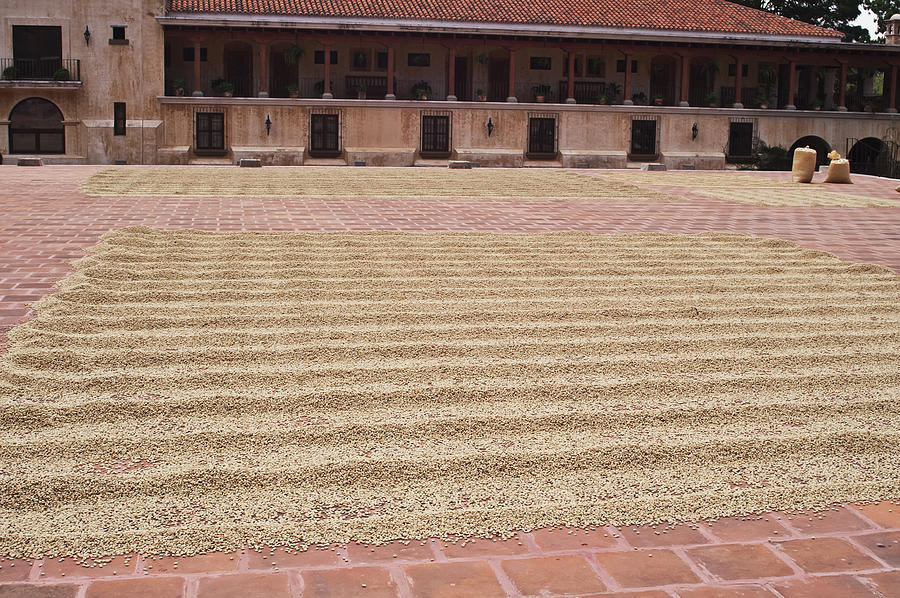 Drying Coffee Beans Photograph by Guy Heitmann / Design Pics