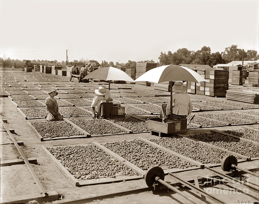 Drying figs Circa 1910 Photograph by Monterey County Historical Society