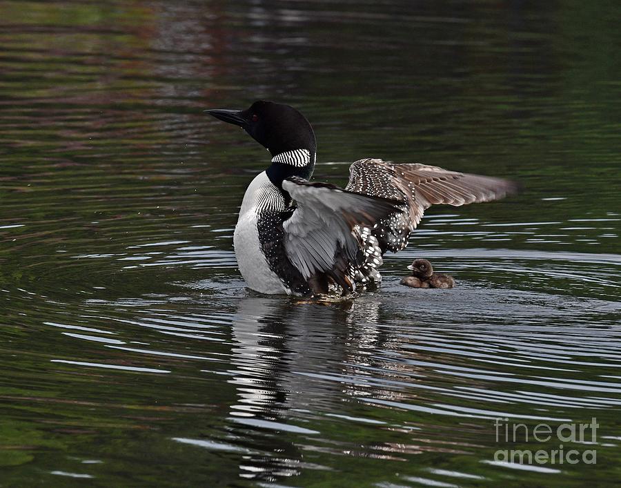 Drying Her Wings with Baby in Tow Photograph by Steve Brown