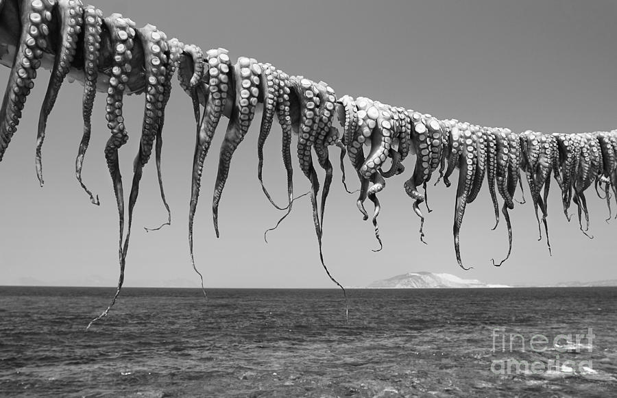 Specialty Photograph - Drying Octopus Arms On Nisyros Island by Jiri Vavricka Specialty Photograph - Drying Octopus Arms On Nisyros Island by Jiri Vavricka