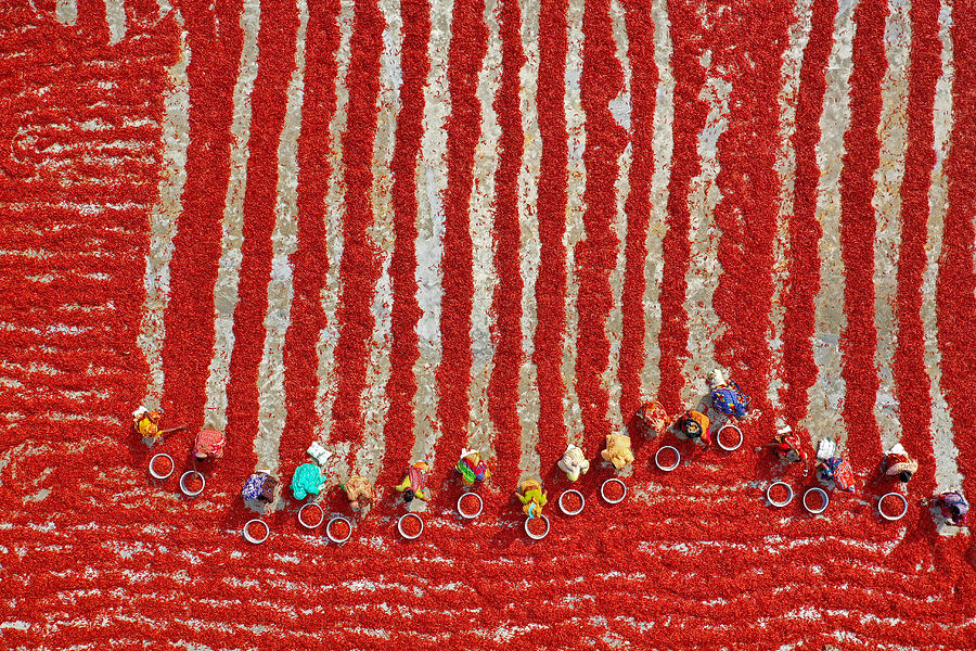 Vegetable Photograph - Drying Red Chilies by Azim Khan Ronnie