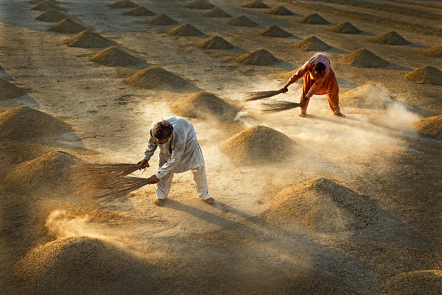 Farm Photograph - Drying Rice by Samiurrahman