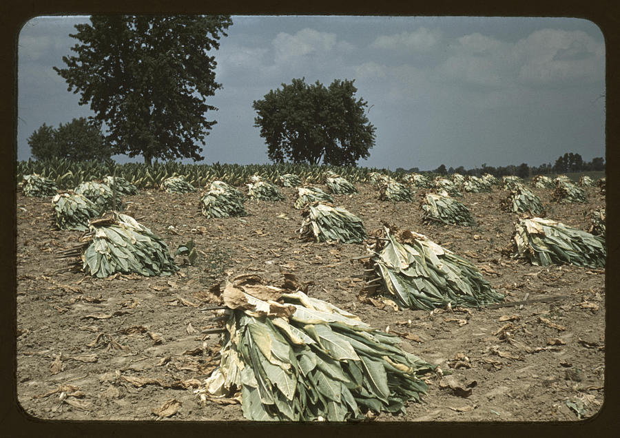 Drying Tobacco Leaves in the Field Painting by Wolcott, Marion Post