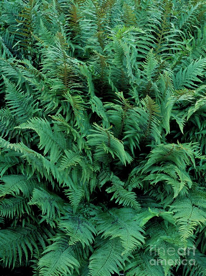 Dryopteris Affinis Photograph by Geoff Kidd/science Photo Library ...