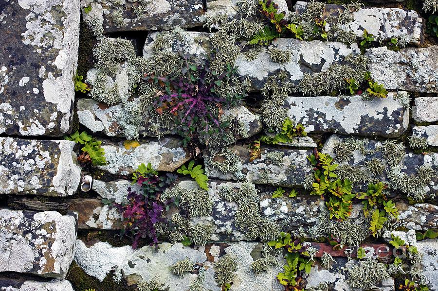 Nature Photograph - Drystone Wall With Plants by Dr Keith Wheeler/science Photo Library