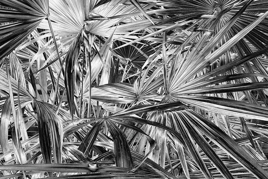 Nature Digital Art - _dsc0116 by Tom Kelly