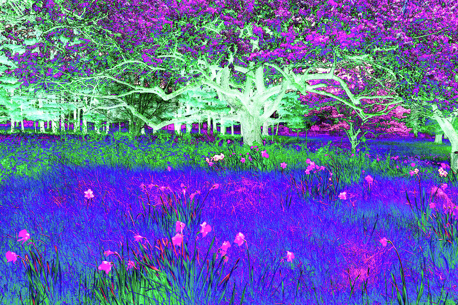 Nature Digital Art - _dsc0397 by Tom Kelly