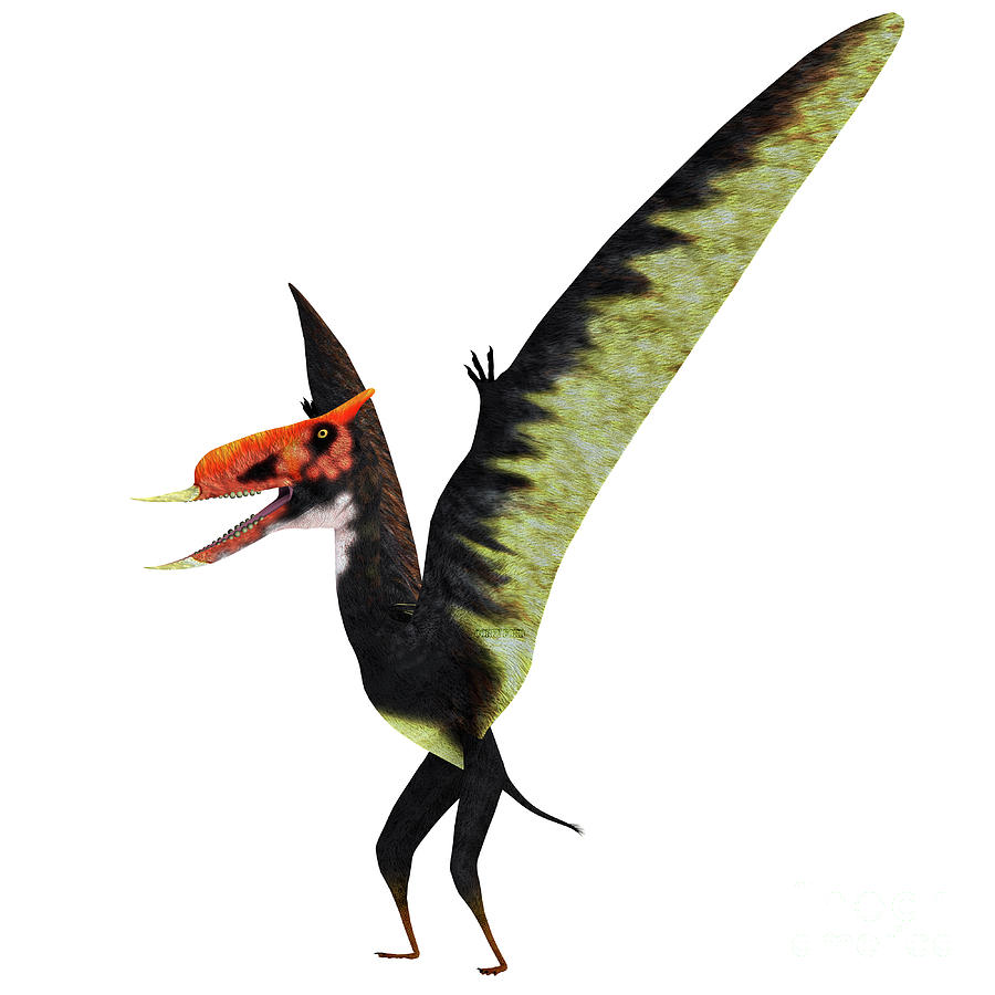 Dsungaripterus Pterosaur Standing Digital Art by Corey Ford