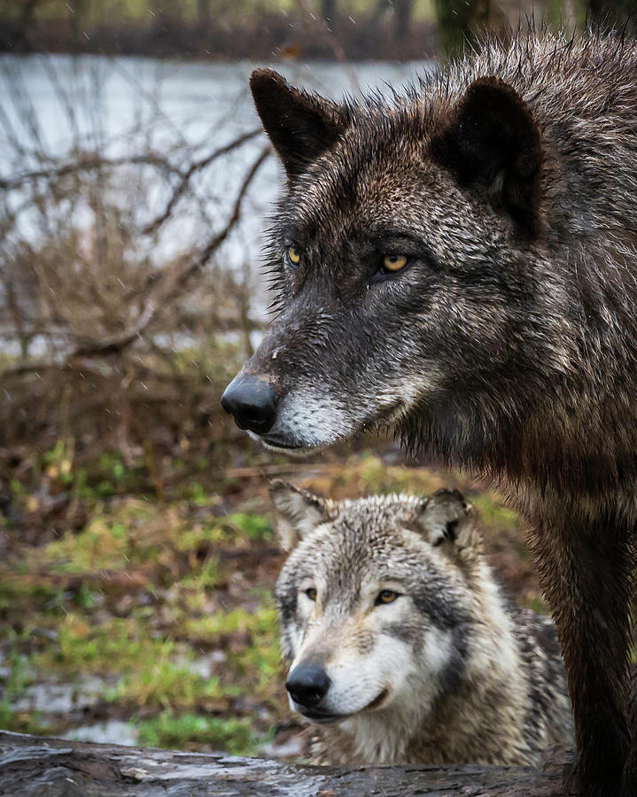 Dual Wolves Photograph by Laura Hedien