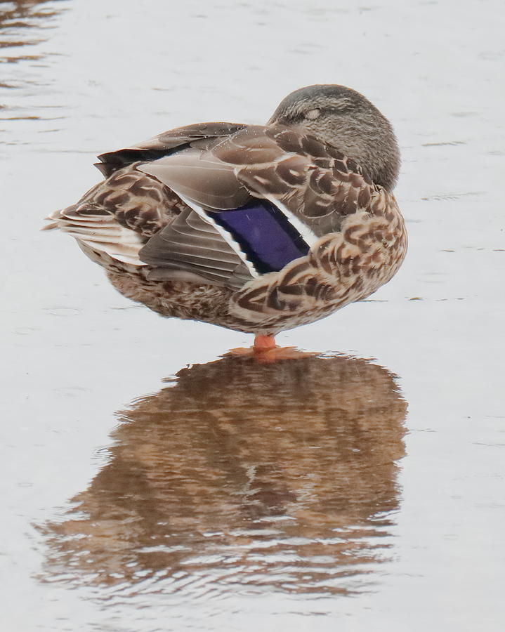 Duck 3079 Photograph by John Moyer