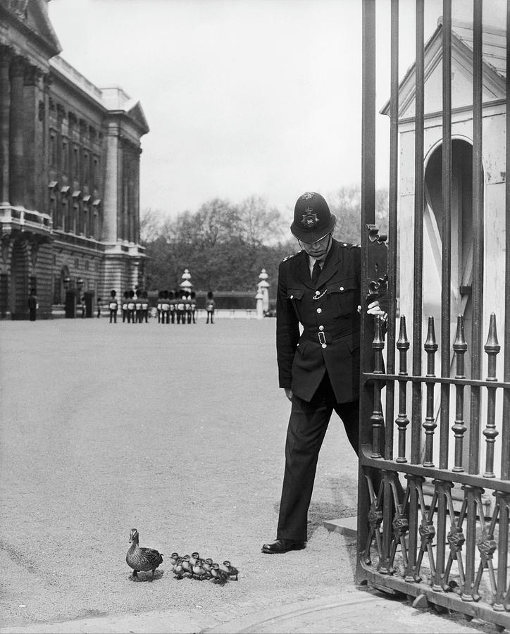 Duck A Buckingham Law In 1964 Photograph by Keystone-france