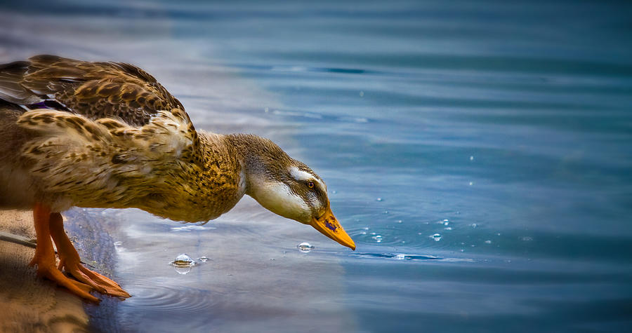 Duck Photograph by Albert Photo