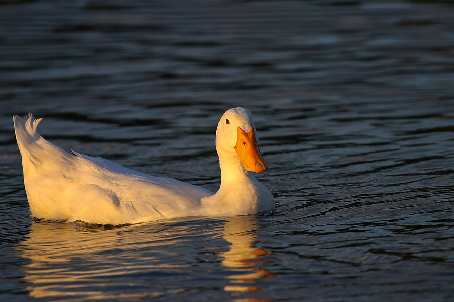 Duck At Sunset Photograph by Jordan Hill