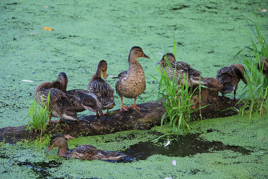 Duck Bath Photograph By Dani Keating 