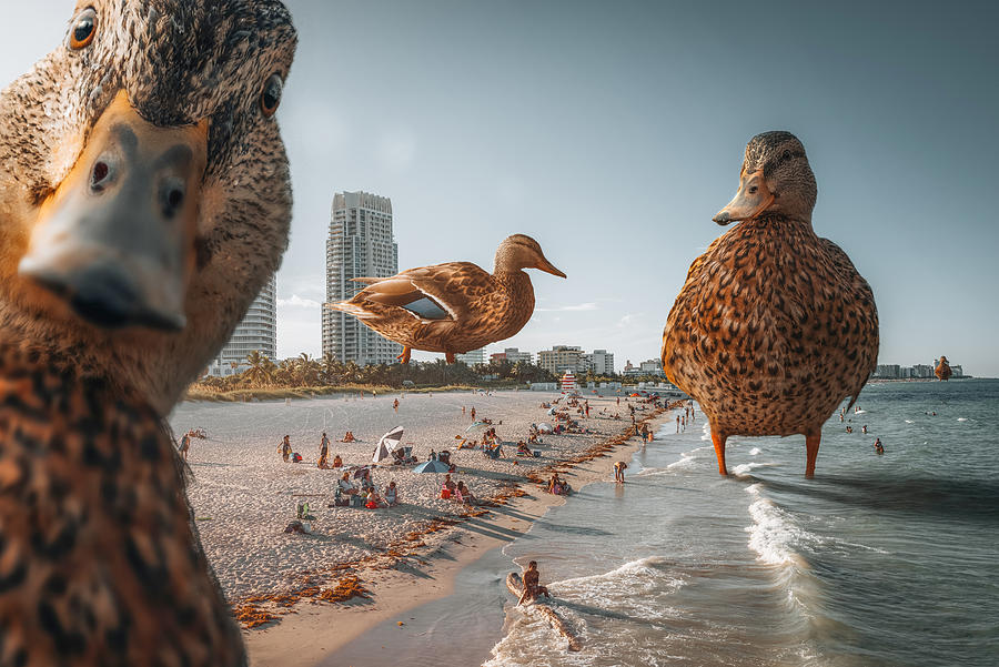 Duck Beach Photograph by Marcus Hennen