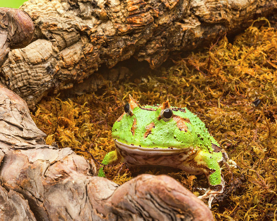 Duck Billed Tree Frog Photograph by Lindley Johnson