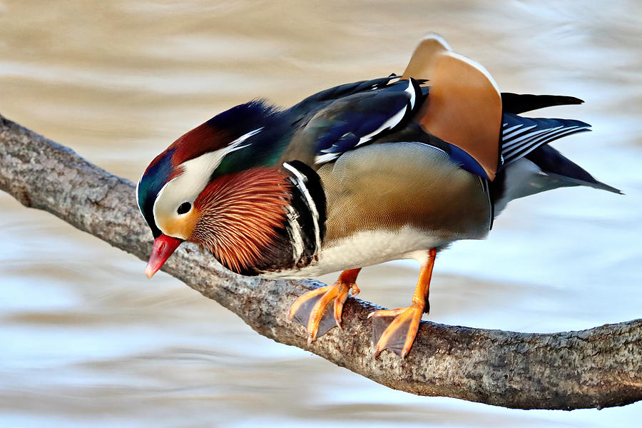 Duck Photograph by Bojan Bencic