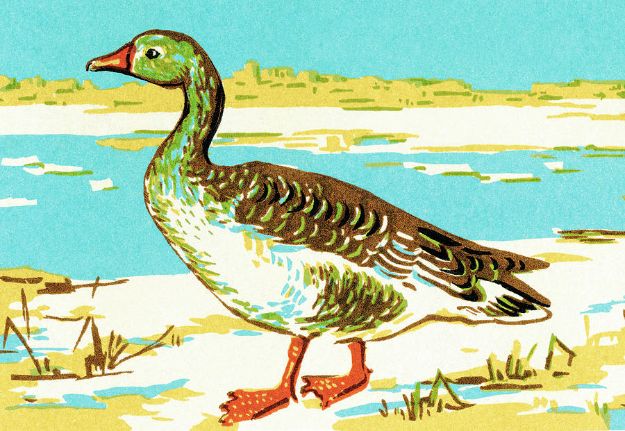 Duck Drawing - Duck by CSA Images