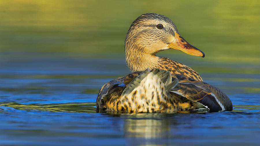 Duck Photograph by David Manusevich