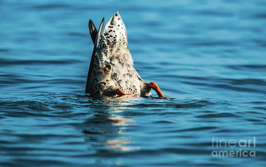 Duck Dive. Photograph Photograph by Stephen Geisel