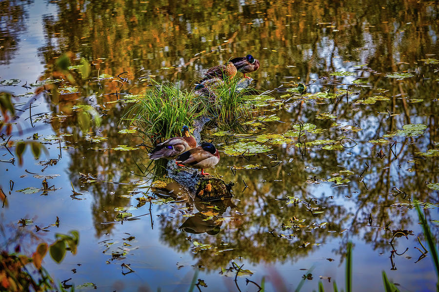 Duck dreams #i0 Photograph by Leif Sohlman