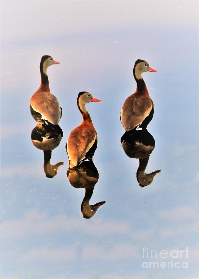 Duck Photograph - Duck Duck Duck Reflections by Diann Fisher