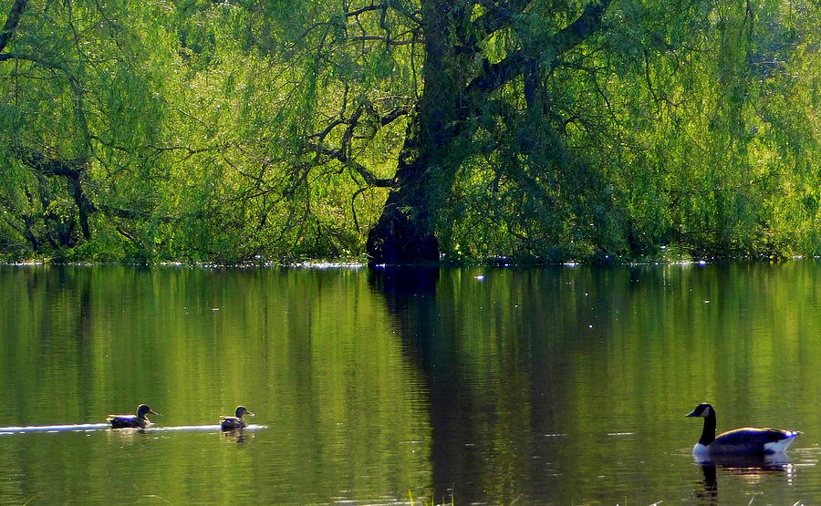 Duck duck goose Photograph by Karen Cook - Fine Art America