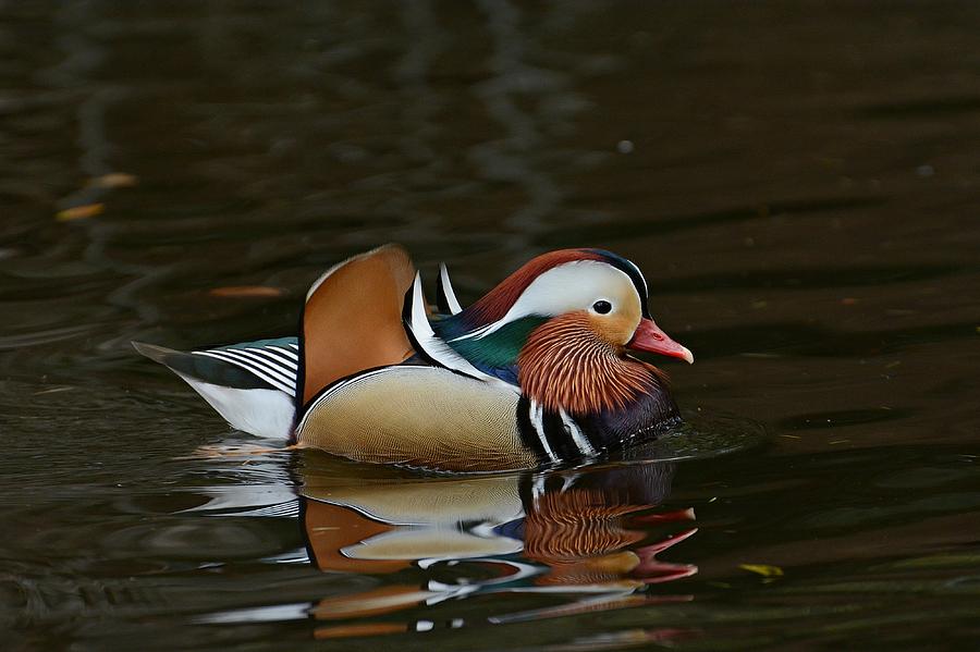 Duck Photograph - Duck Dynasty by Fraida Gutovich