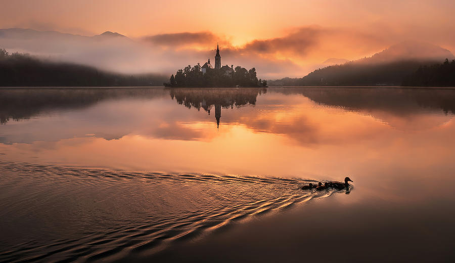 Duck Family At Lake Bled Photograph by Ales Krivec