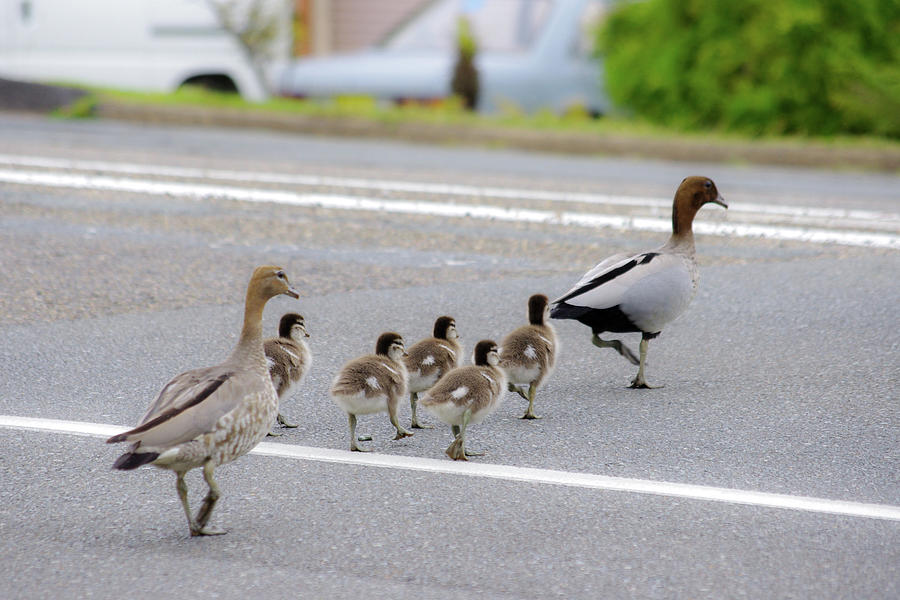 Duck Family Crossing The Road Photograph by Photo By Tse Hon Ning