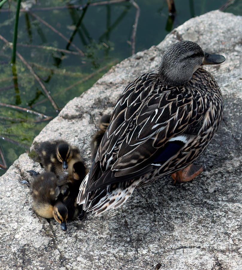 Duck Family Photograph by Matthew Nelson