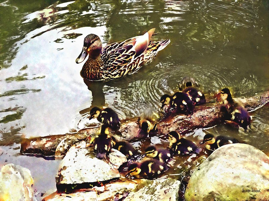 Duck Photograph - Duck Family by Susan Savad