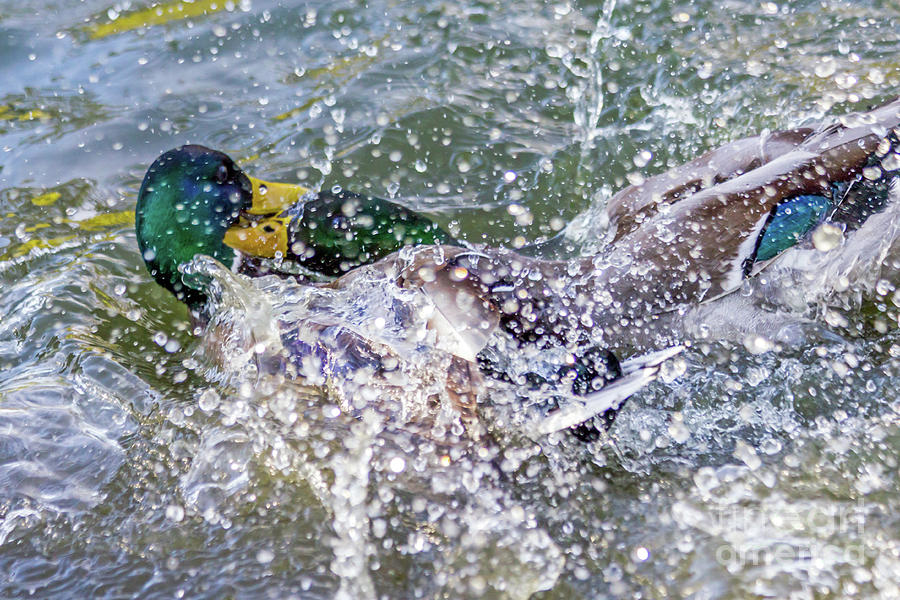 Duck Fight Photograph