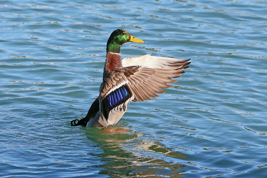 Duck Flap Photograph by Shoal Hollingsworth
