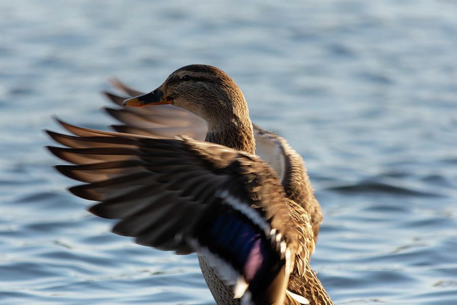 Duck flapping wings Photograph by Scott Lyons