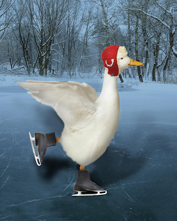 Animal Photograph - Duck Ice Skating by J Hovenstine Studios