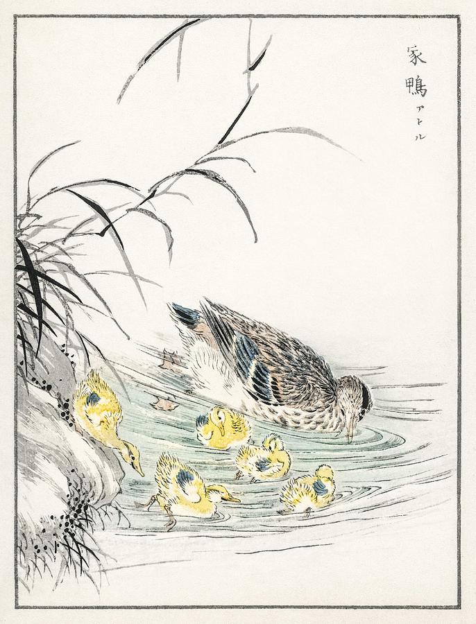 Duck illustration from Pictorial Monograph of Birds  1885 by Numata Kashu  1838-1901  Painting by Celestial Images